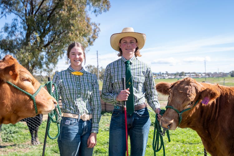 Photo shows two students holding show cattle